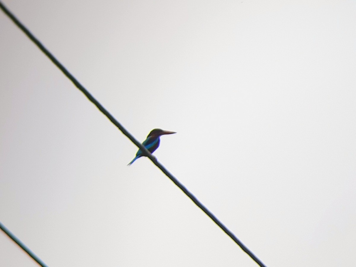 White-throated Kingfisher - ML557526721