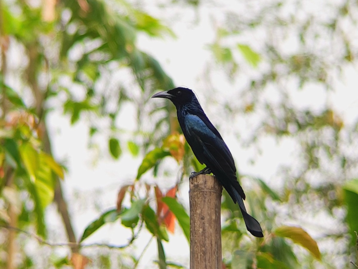 Hair-crested Drongo - ML557526851