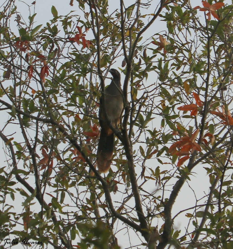 West Mexican Chachalaca - Julio Alejandro Alvarez Ruiz