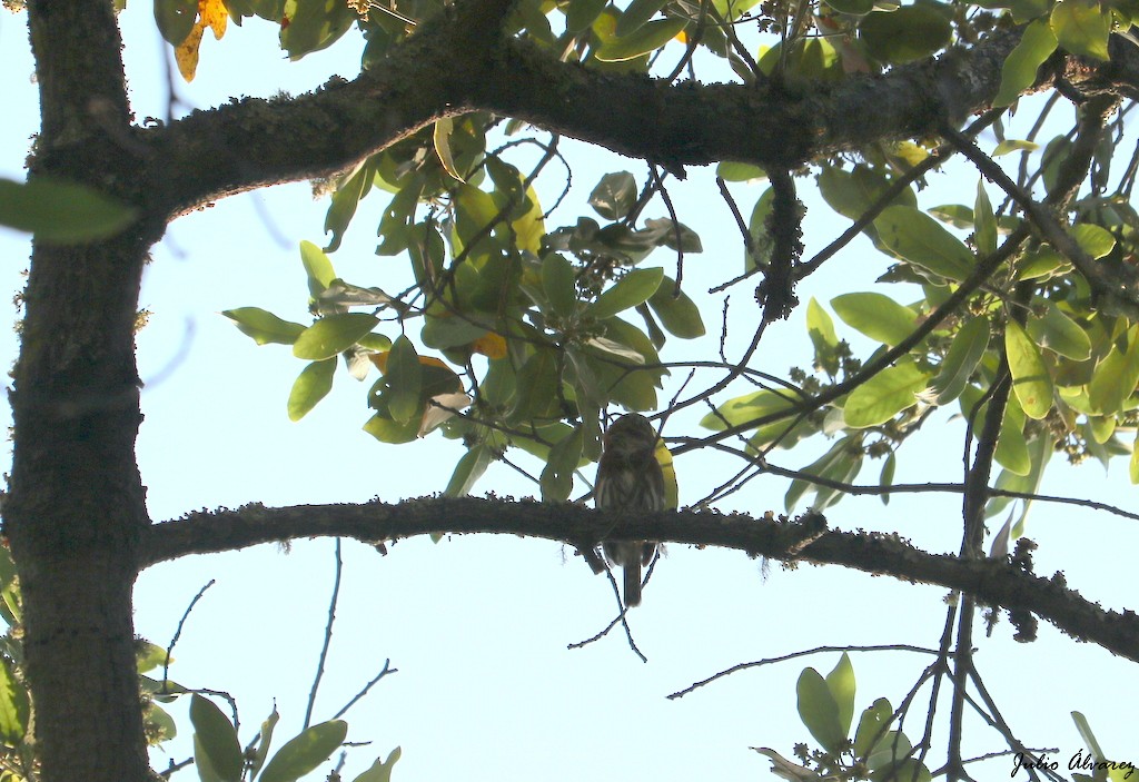 Northern Pygmy-Owl - ML557527081