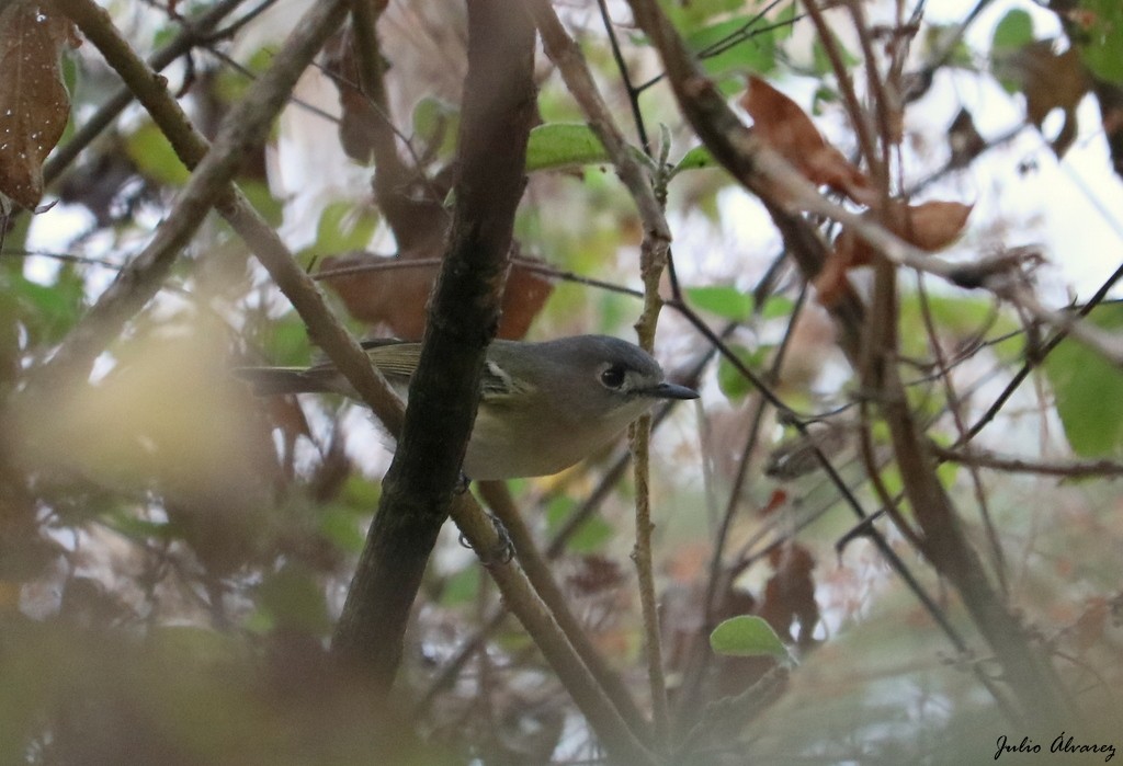 Dwarf Vireo - Julio Alejandro Alvarez Ruiz