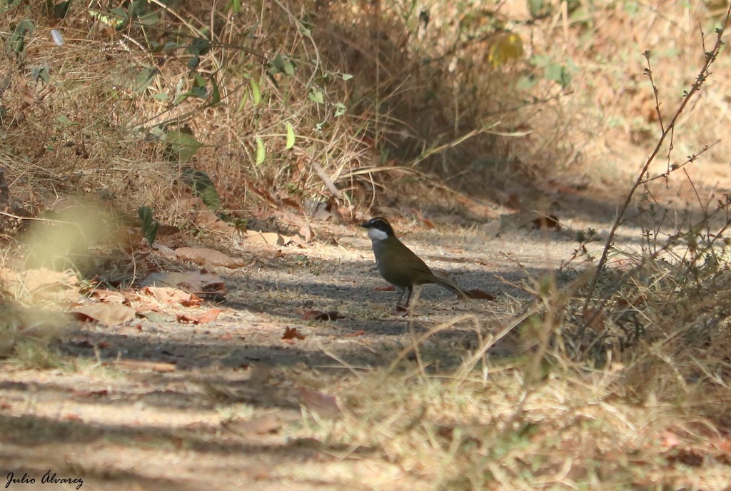 メキシコスジボウシヤブシトド - ML557527271