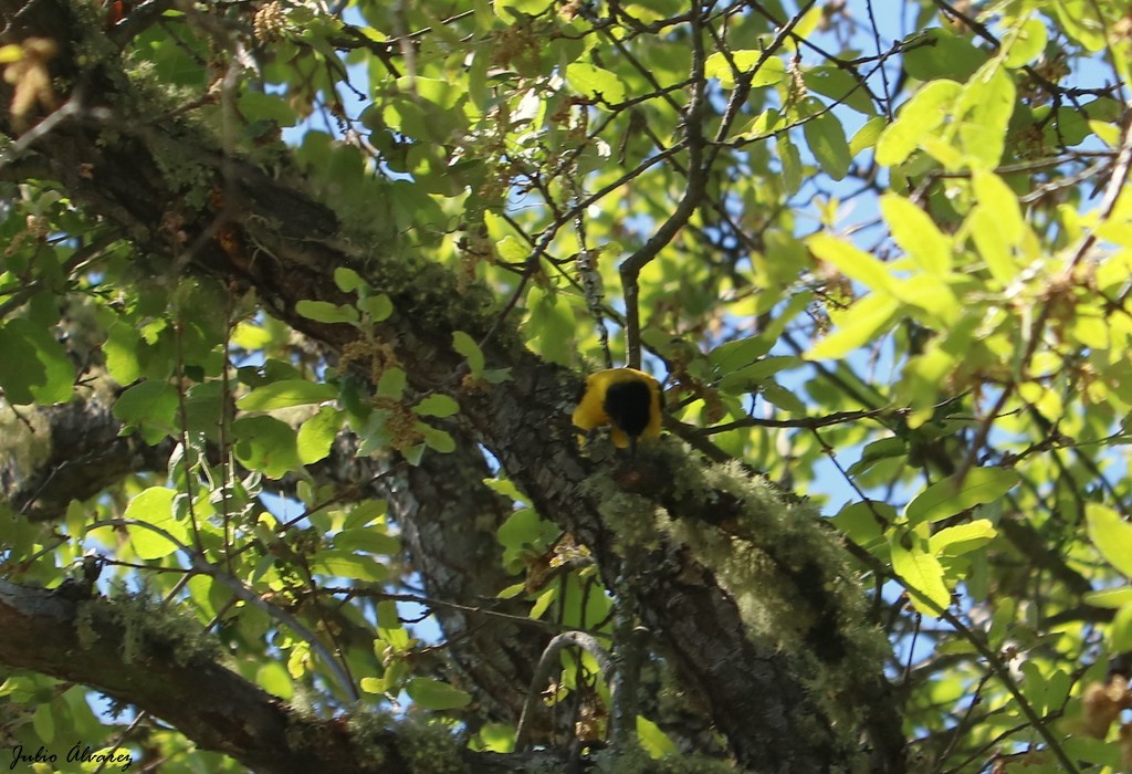 Черноголовый трупиал (dickeyae/nayaritensis) - ML557527281