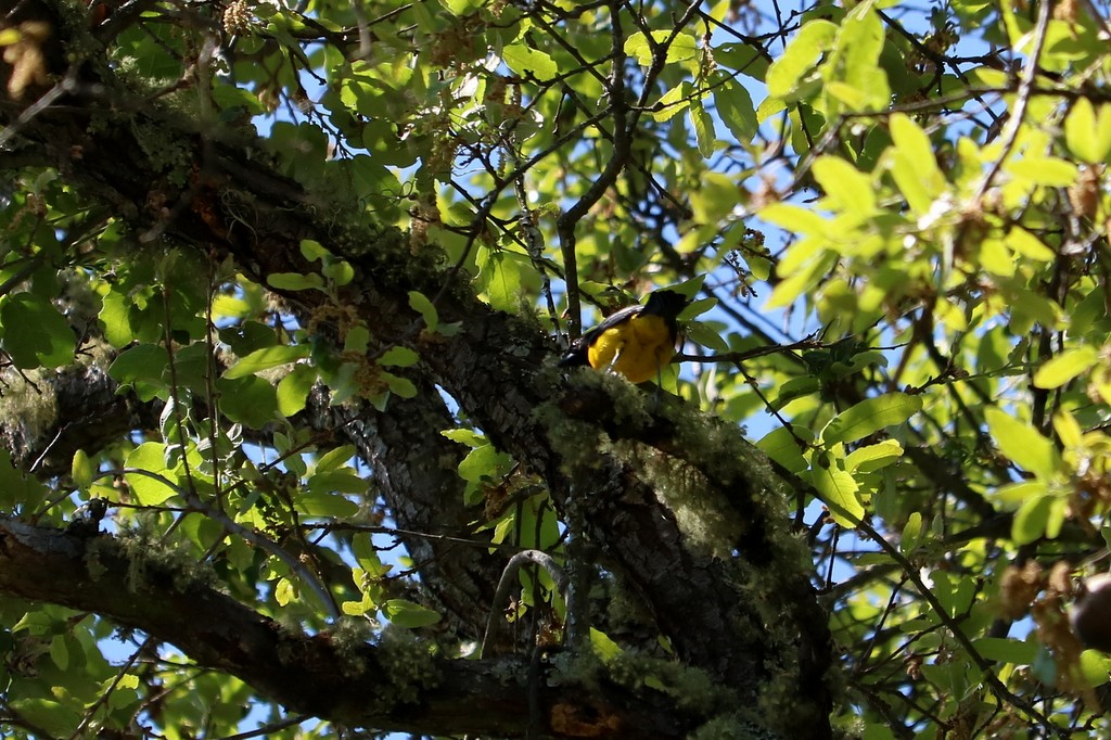 Schwarzkopftrupial (dickeyae/nayaritensis) - ML557527301