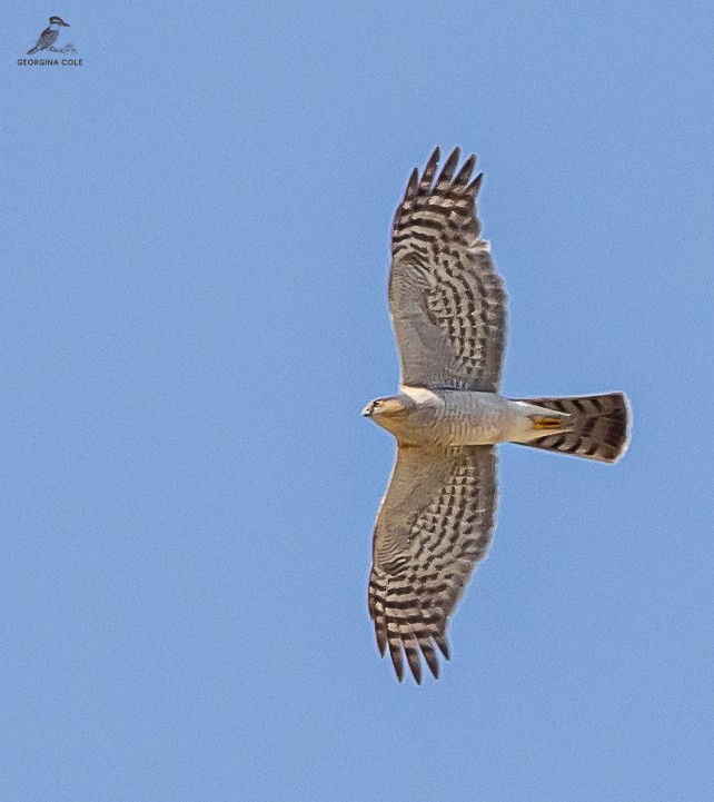 Eurasian Sparrowhawk - Georgina Cole