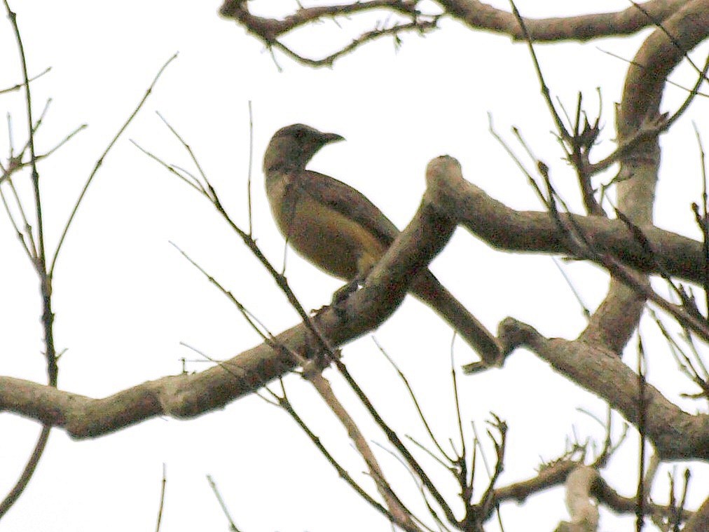 Fawn-breasted Bowerbird - David  Mules