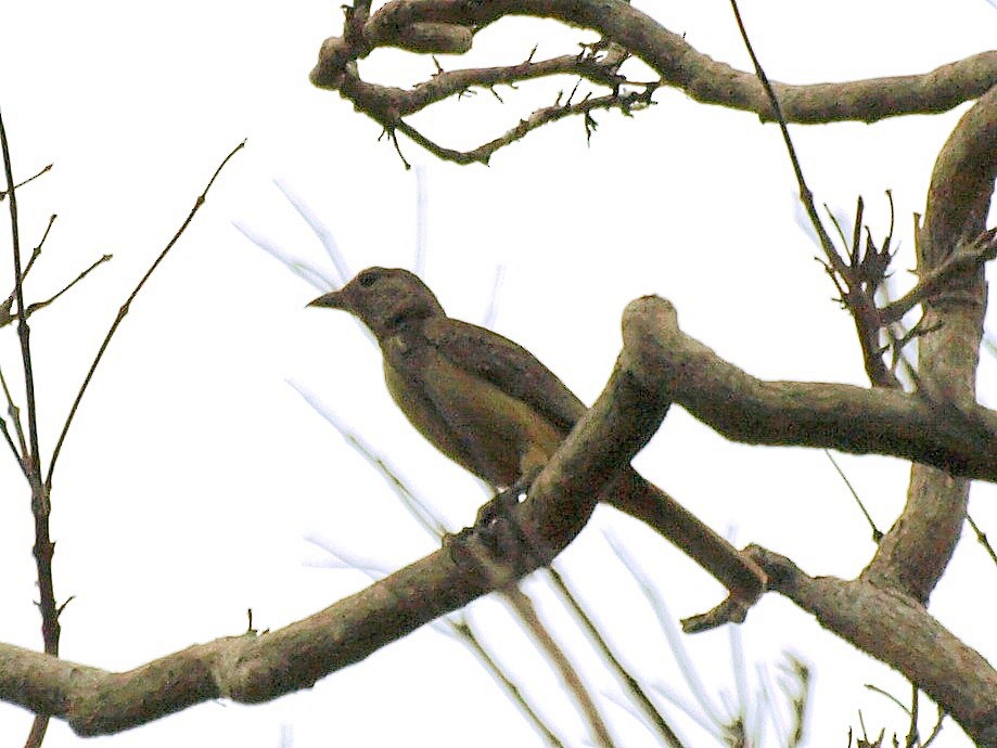 Fawn-breasted Bowerbird - ML557529191