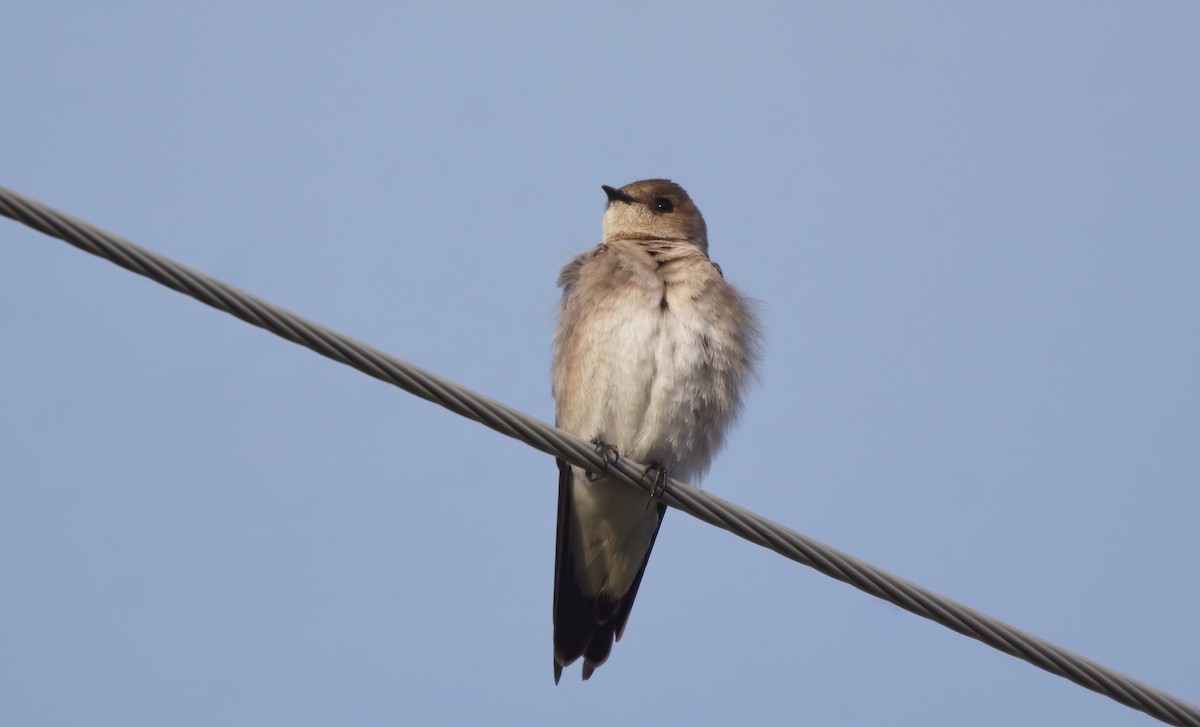 Northern Rough-winged Swallow - ML557529301