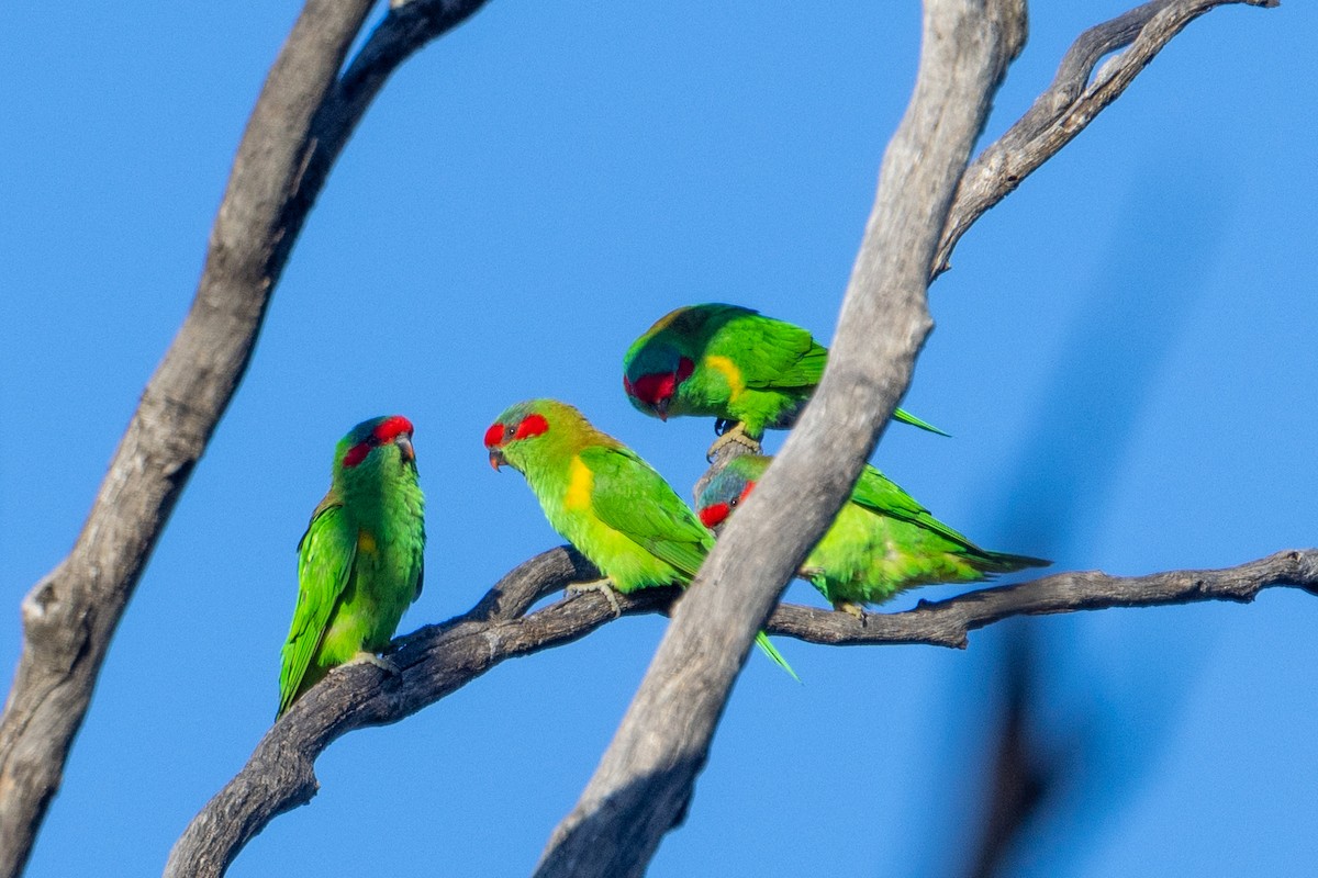 ML557529311 - Musk Lorikeet - Macaulay Library