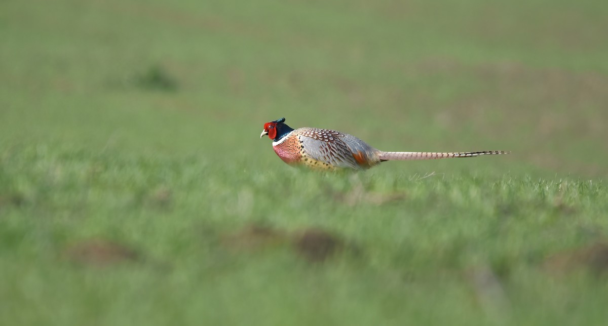 Ring-necked Pheasant - Christopher Lindsey