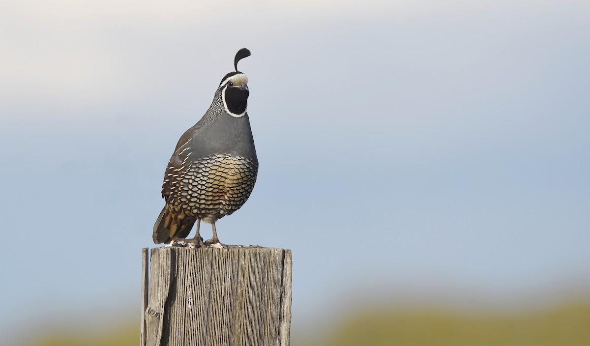 California Quail - Christopher Lindsey