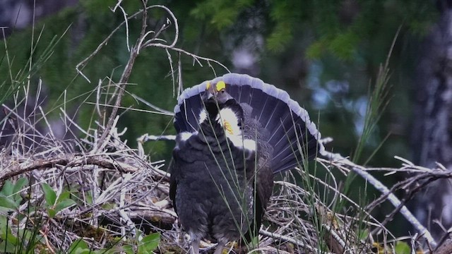 Gallo Fuliginoso - ML557529361