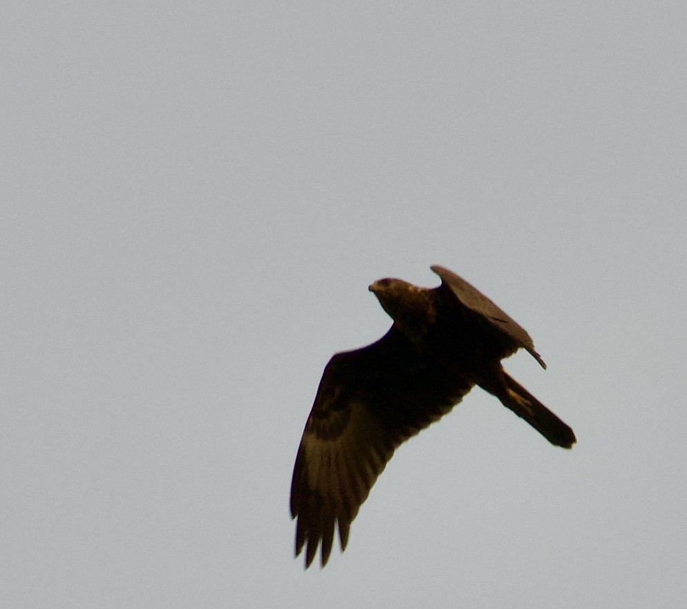 Eastern Marsh Harrier - ML557529741