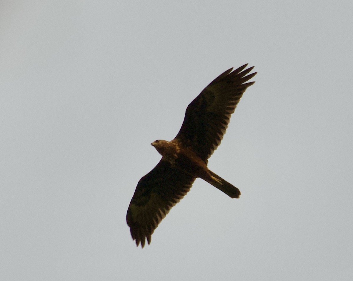 Eastern Marsh Harrier - ML557529761