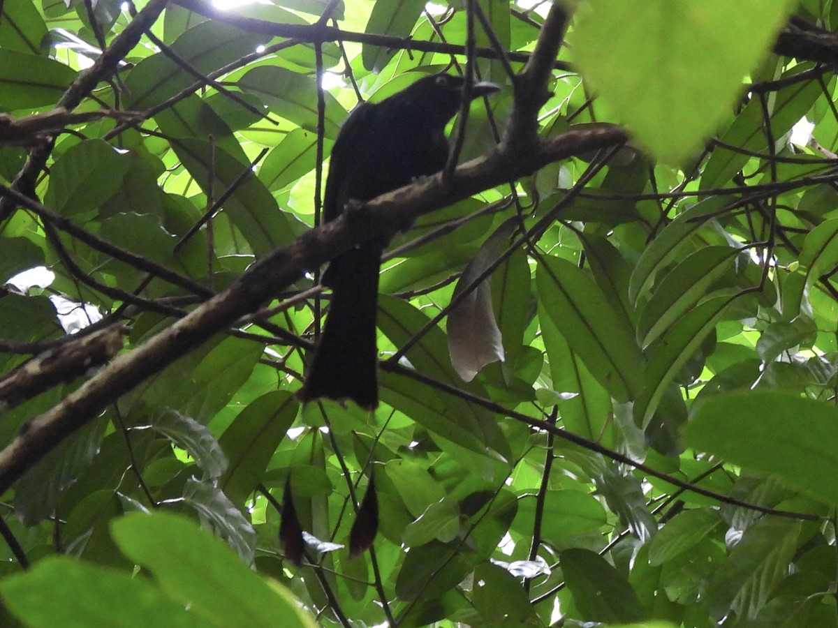 Greater Racket-tailed Drongo - ML557529901