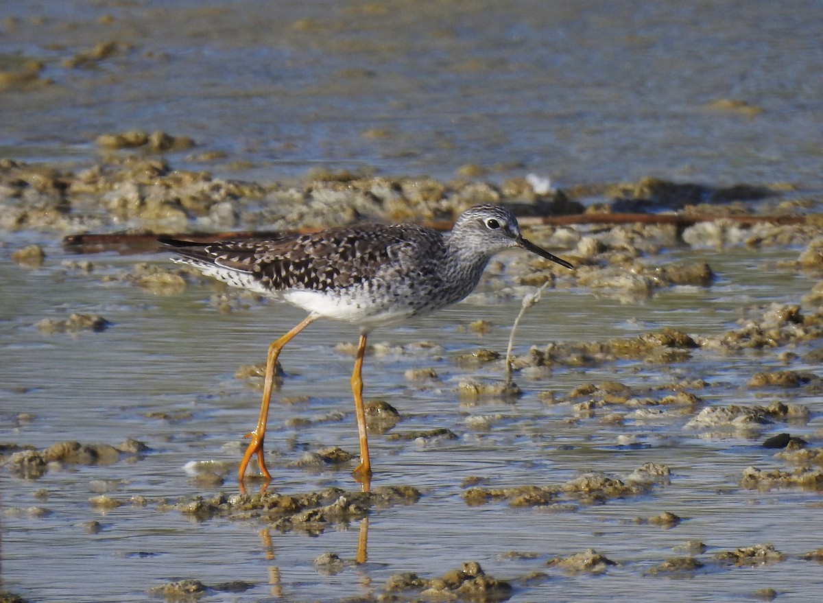 Lesser Yellowlegs - Óscar Aldeguer Peral