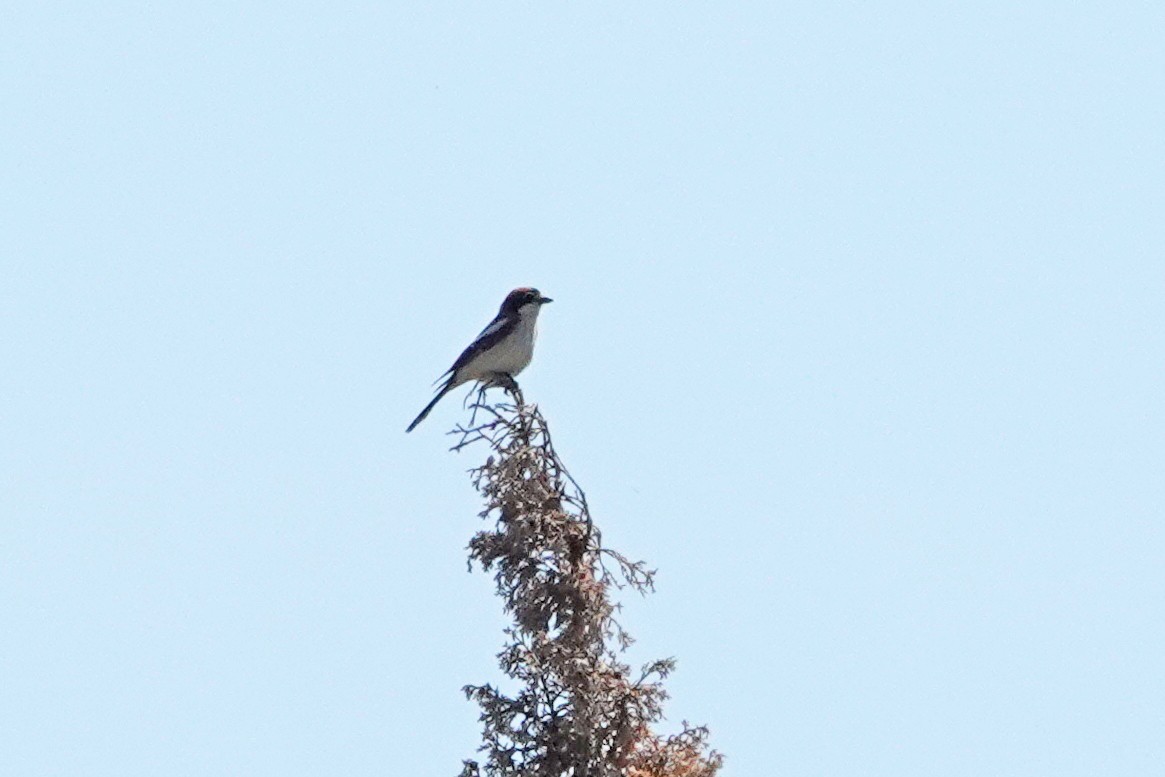 Woodchat Shrike - ML557530211