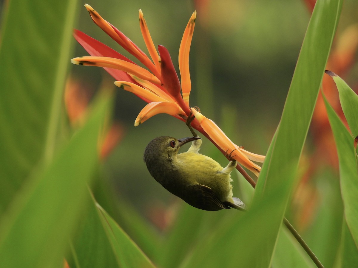 Brown-throated Sunbird - ML557530751