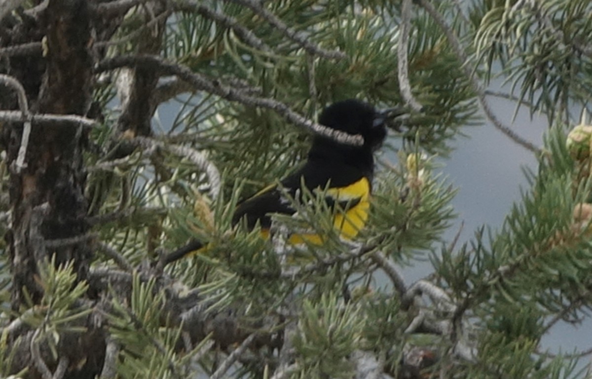 Scott's Oriole - ML55753161