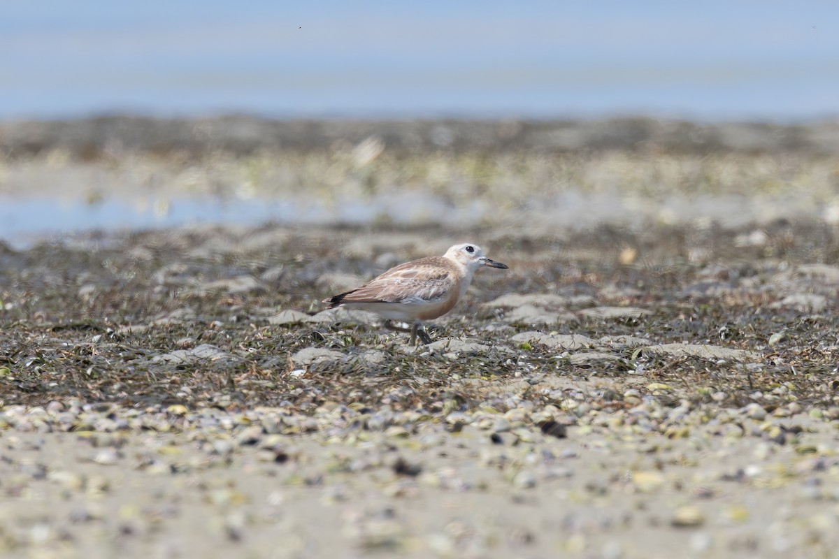 Red-breasted Dotterel - Asta Tobiassen