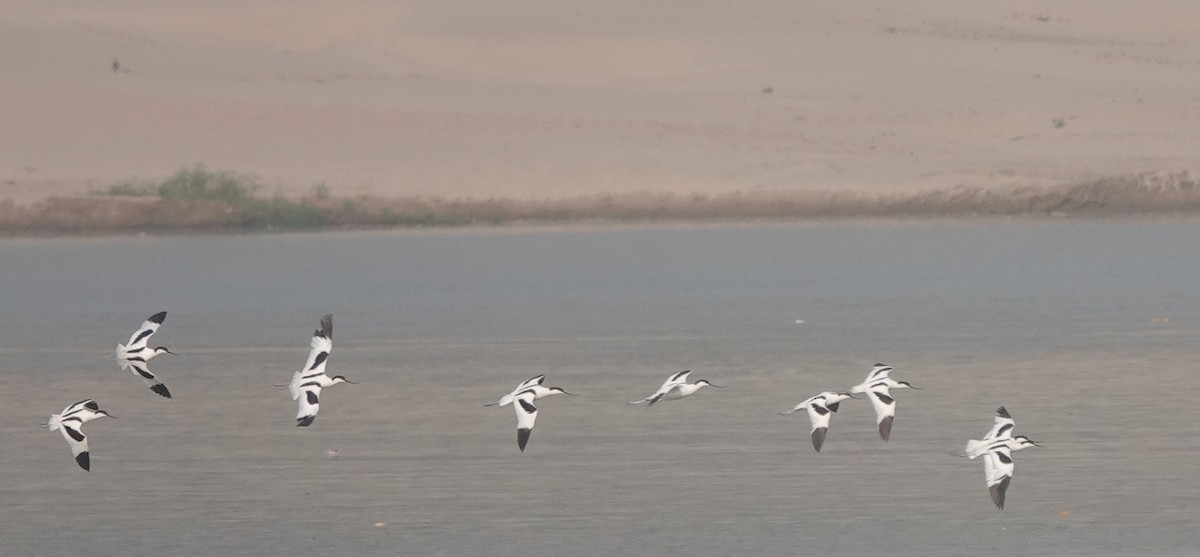 Pied Avocet - Prof Chandan Singh Dalawat