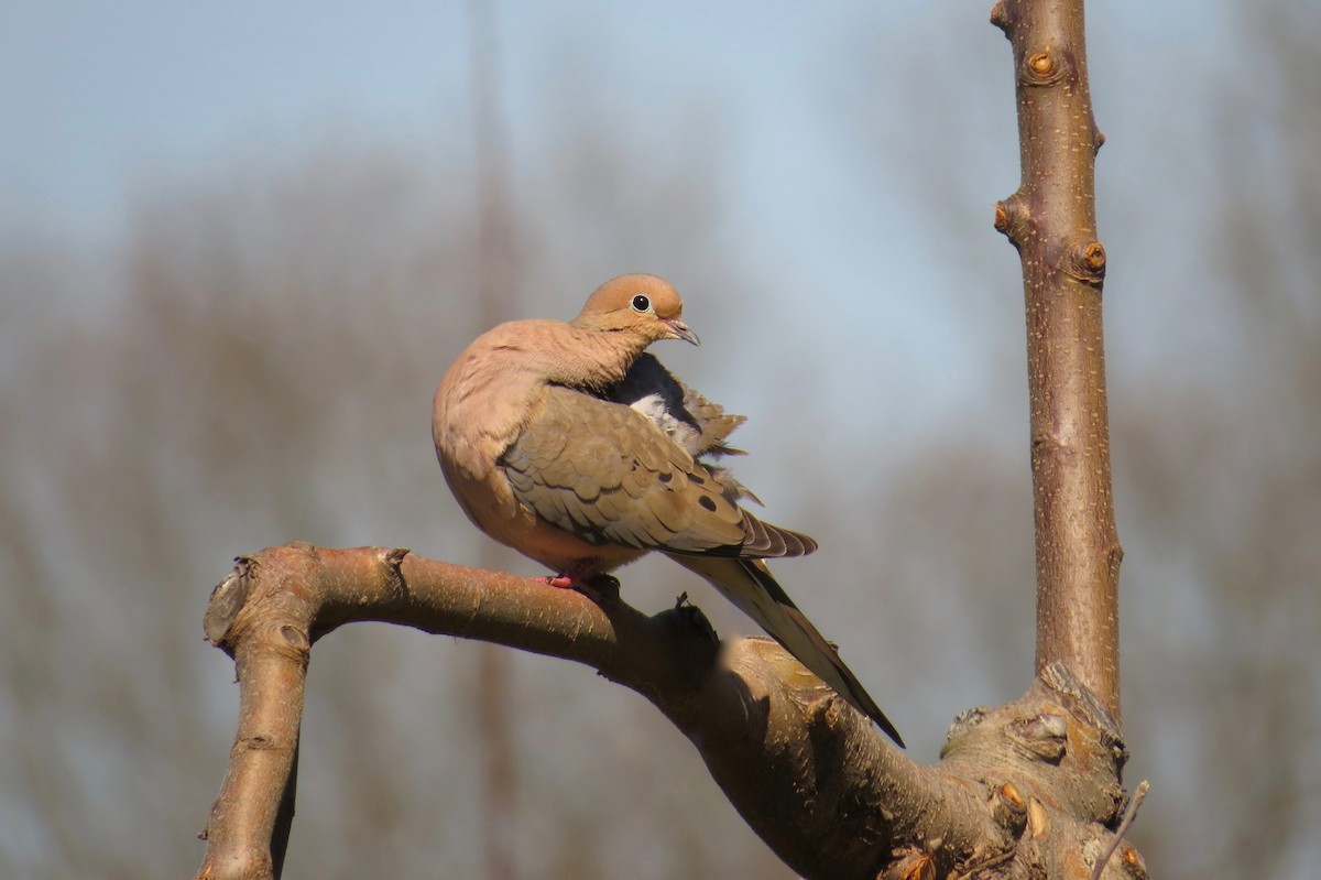 Mourning Dove - ML55753221