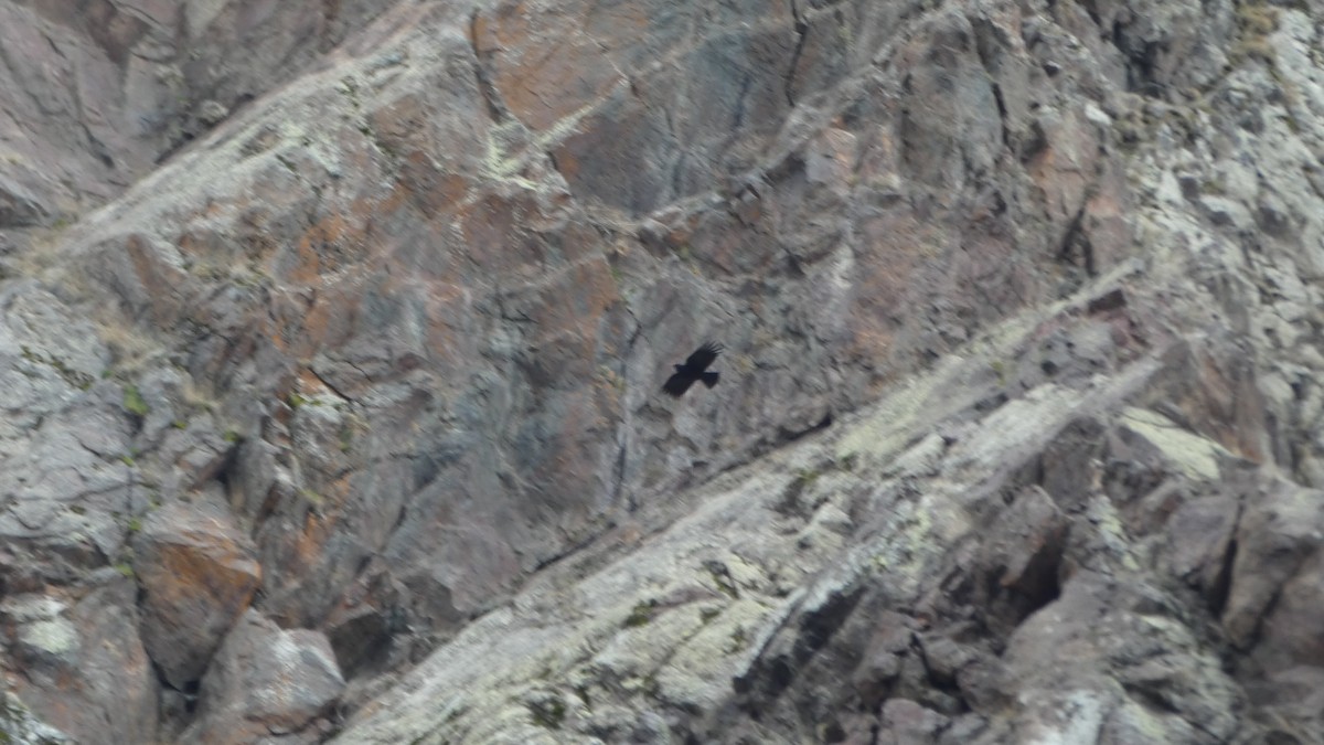 Red-billed Chough - ML557533361