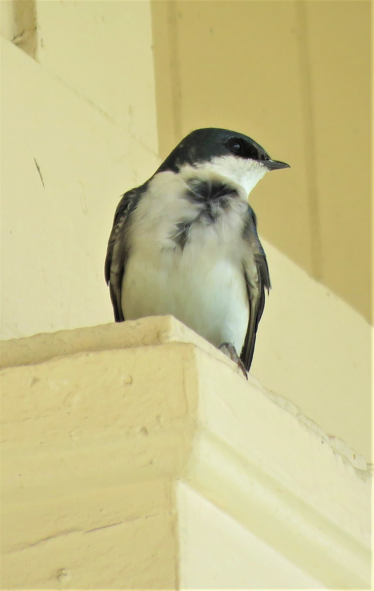 Tree Swallow - ML557534291