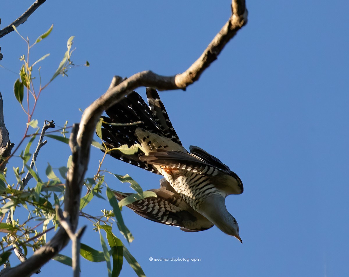 Oriental Cuckoo - ML557534591