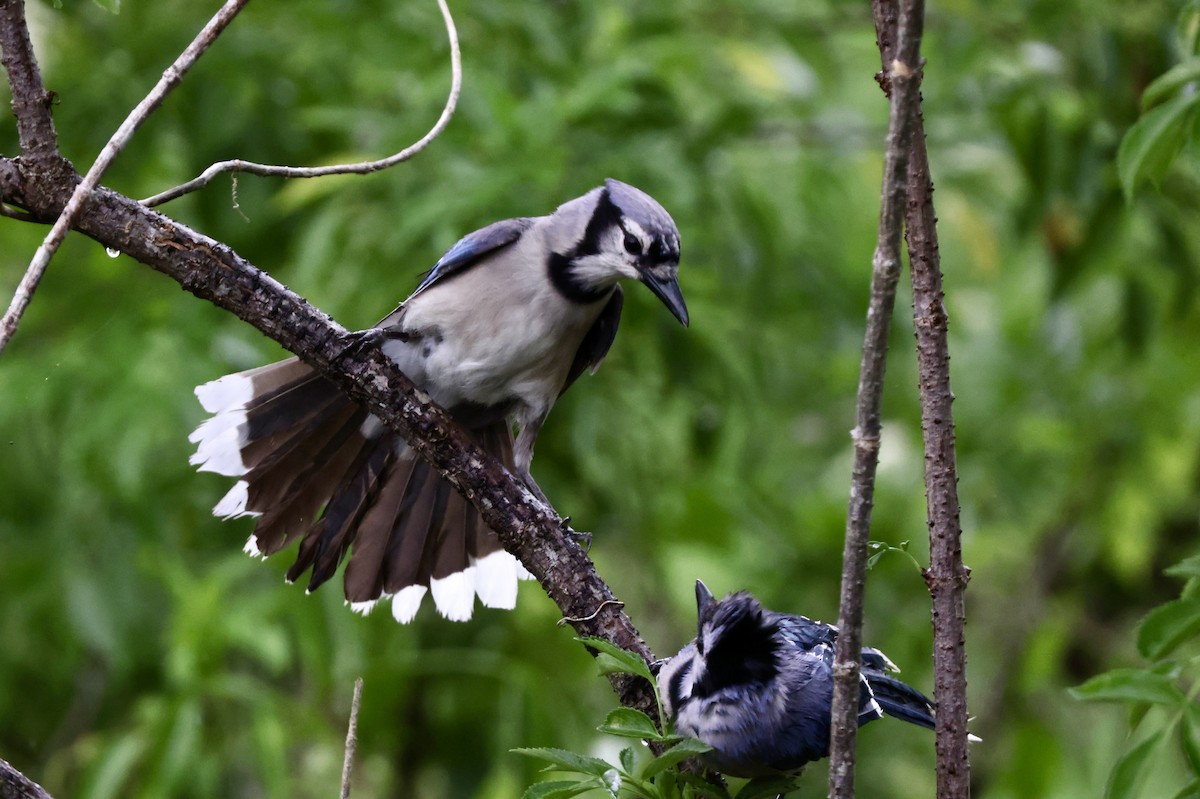 Blue Jay - ML557535421