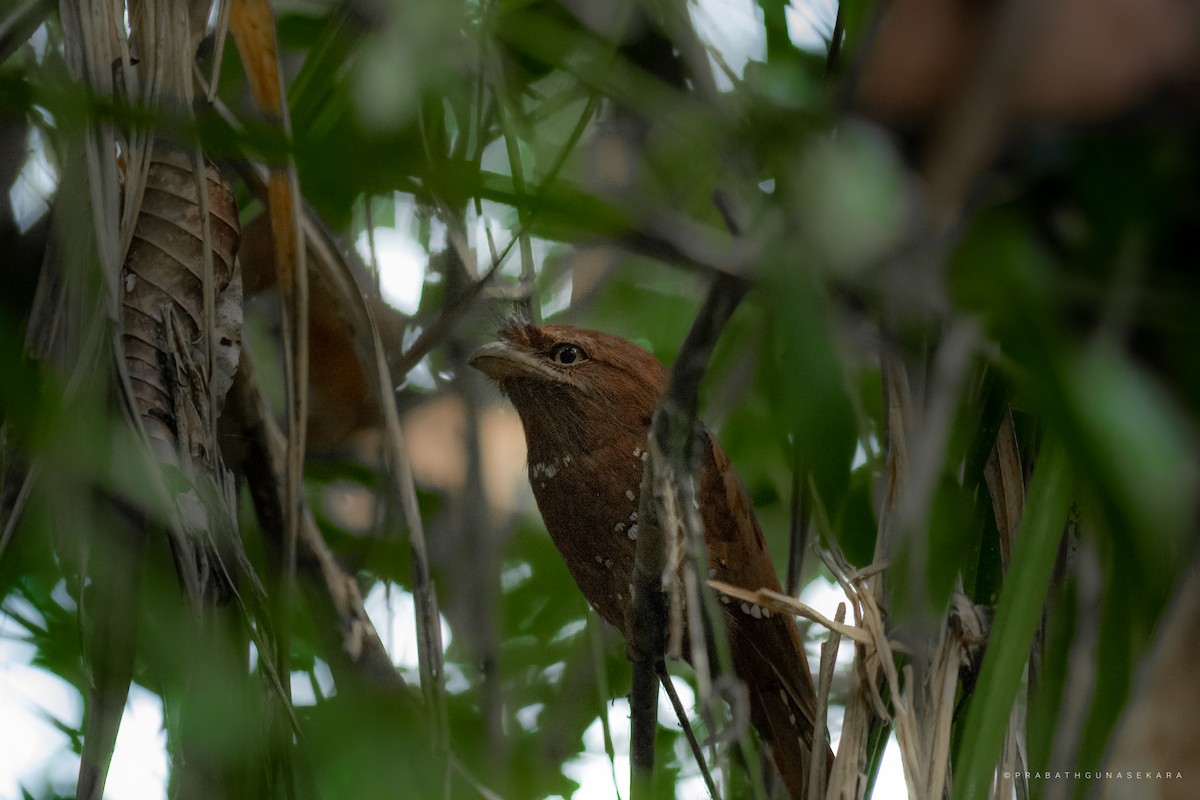 Sri Lanka Frogmouth - ML557535891