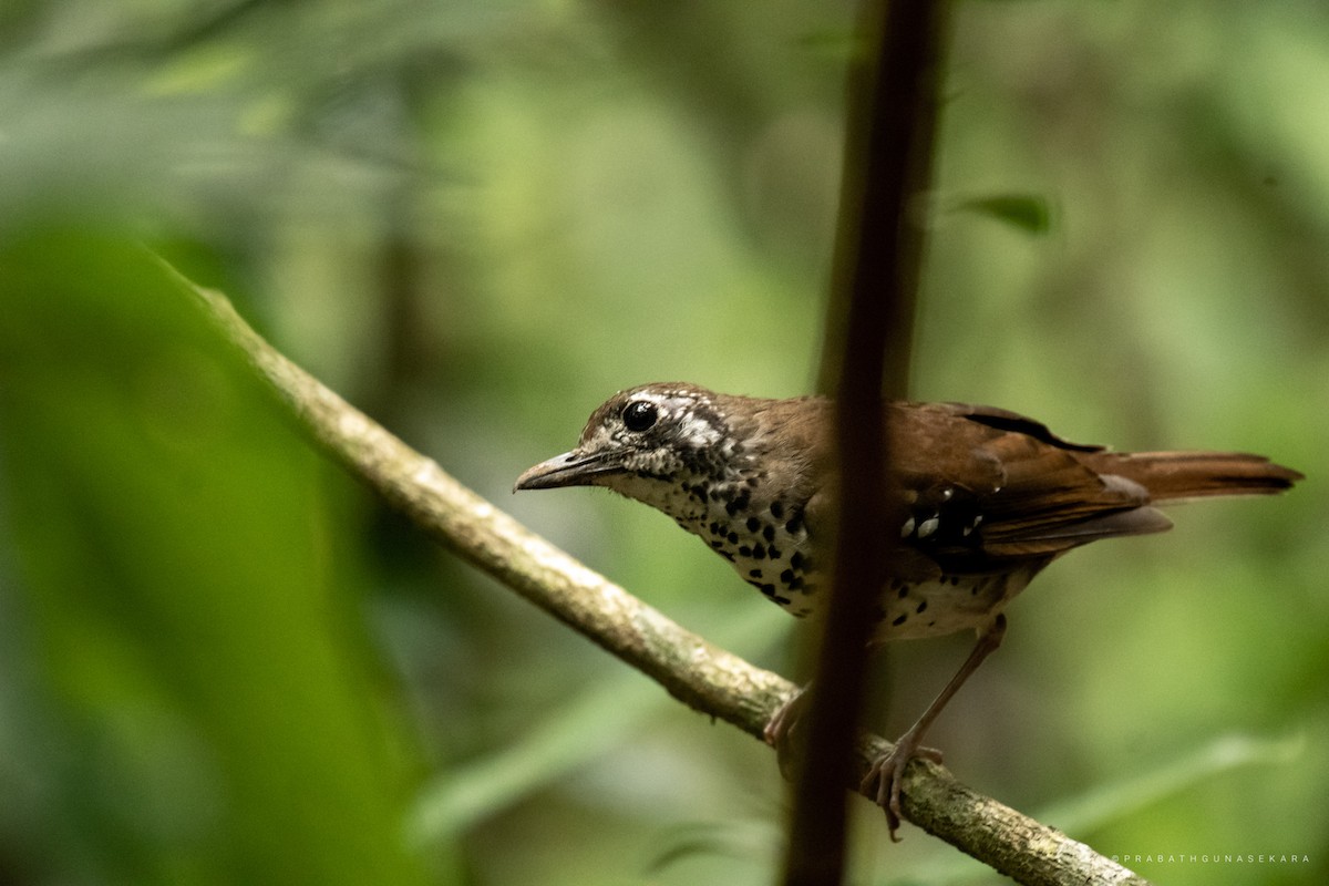 Spot-winged Thrush - ML557535971