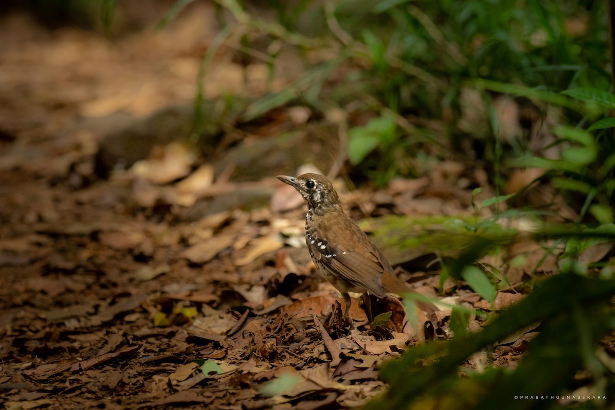 Spot-winged Thrush - ML557535981