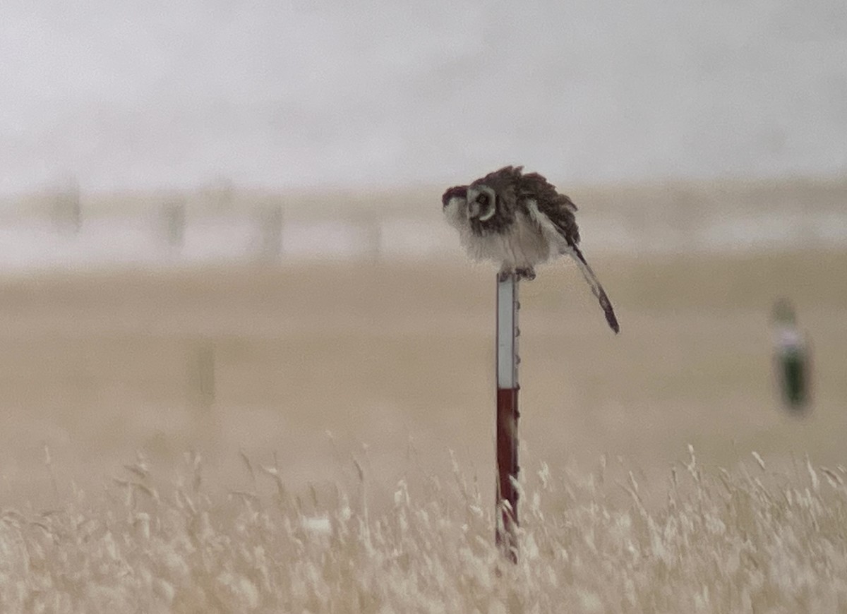 Short-eared Owl - ML557536681