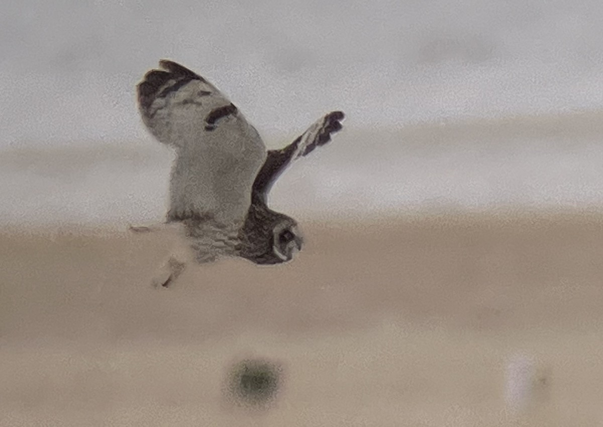 Short-eared Owl - ML557536691