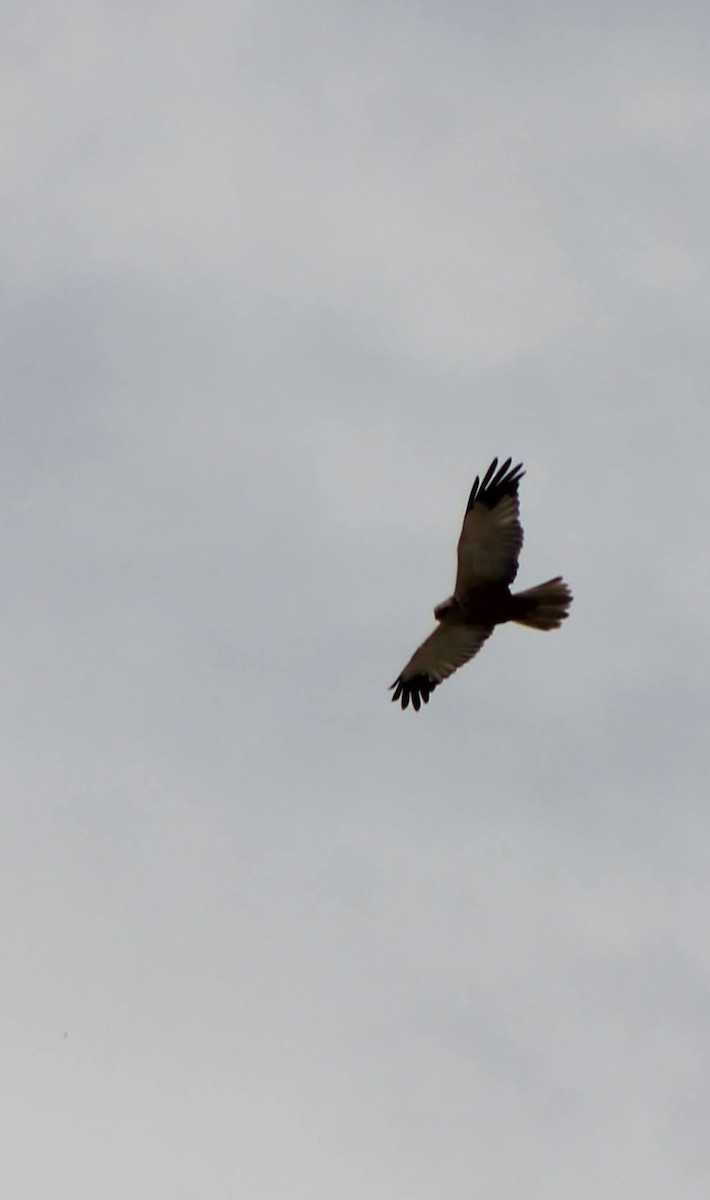 Western Marsh Harrier - ML557537001