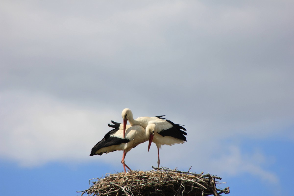White Stork - Edgar Joly