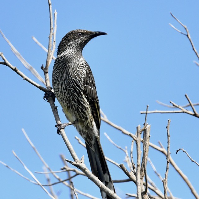 Little Wattlebird - Mike Barrow