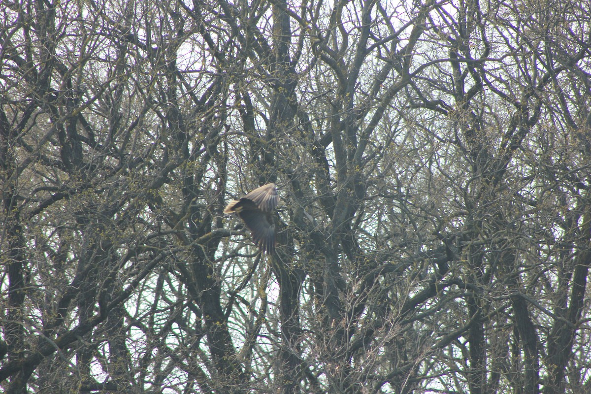 White-tailed Eagle - Edgar Joly