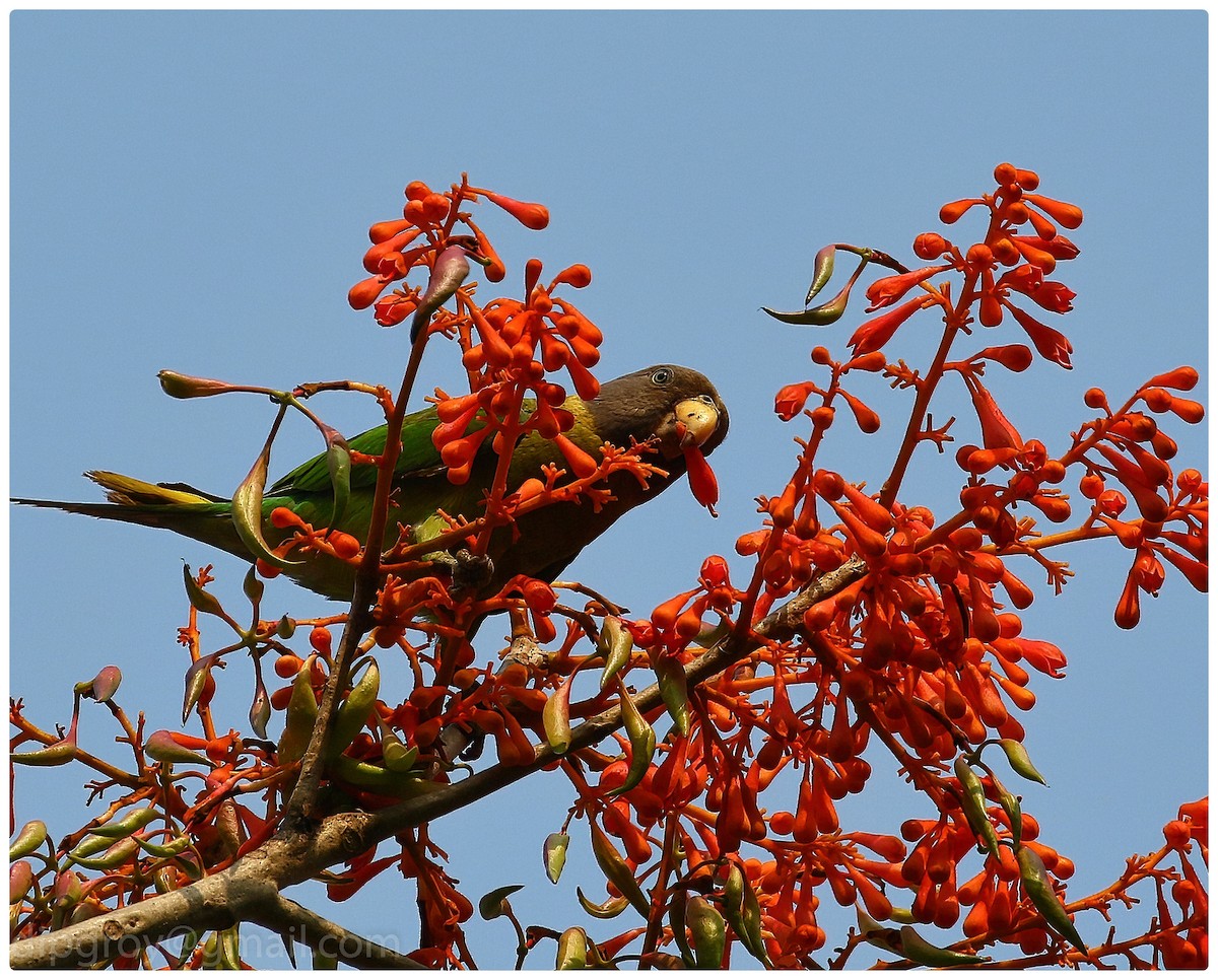 Plum-headed Parakeet - Diptesh Ghosh Roy