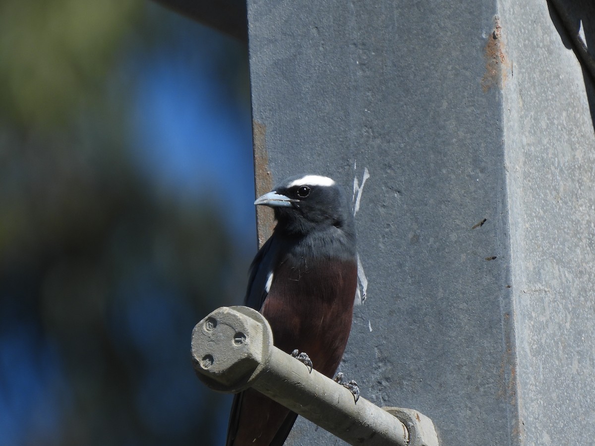 White-browed Woodswallow - ML557538181