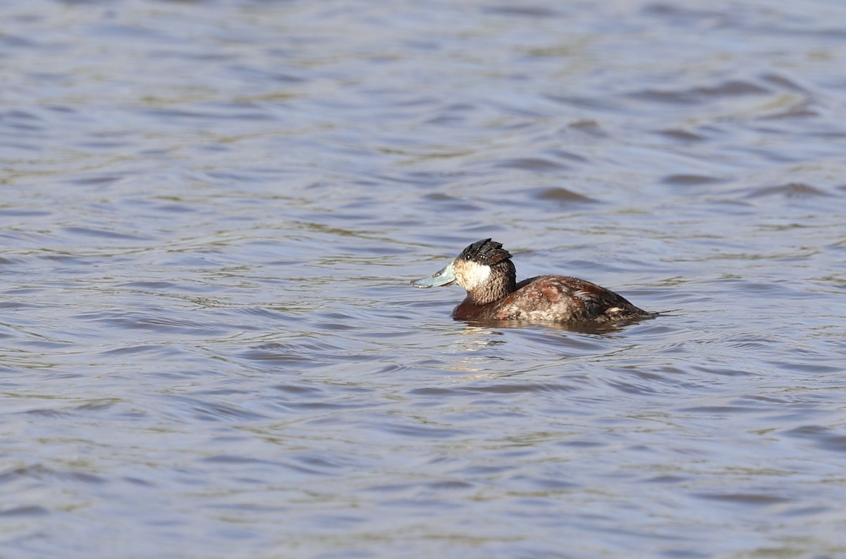 Ruddy Duck - ML557539071