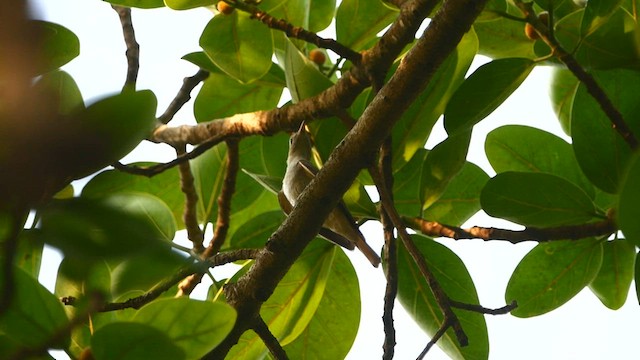 Rusty-tailed Flycatcher - ML557539241