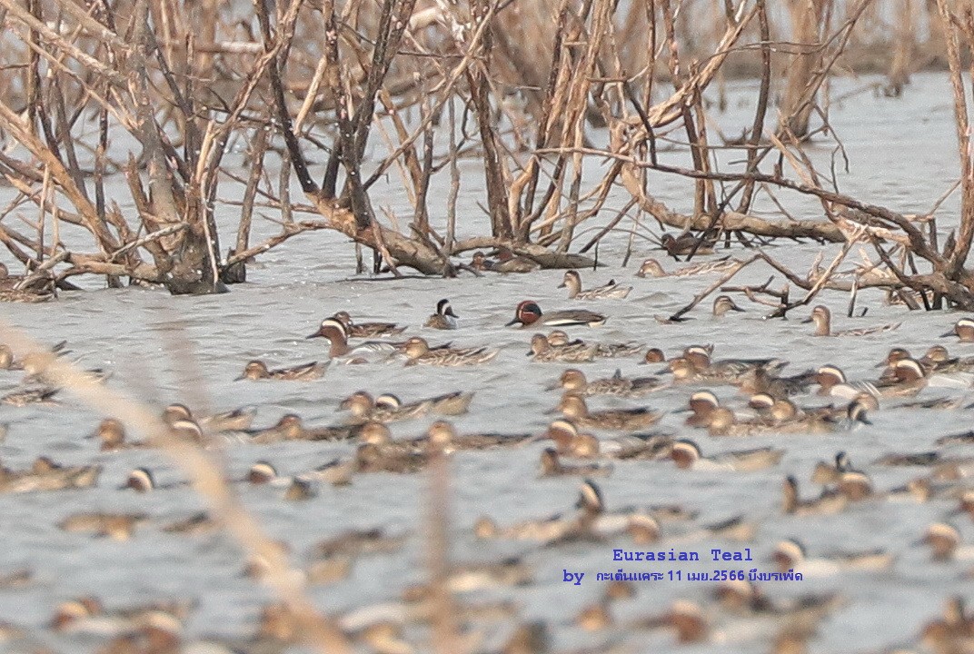 Green-winged Teal - ML557539471
