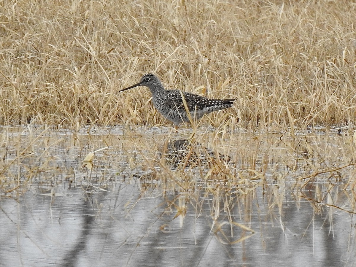 Greater Yellowlegs - ML557539781
