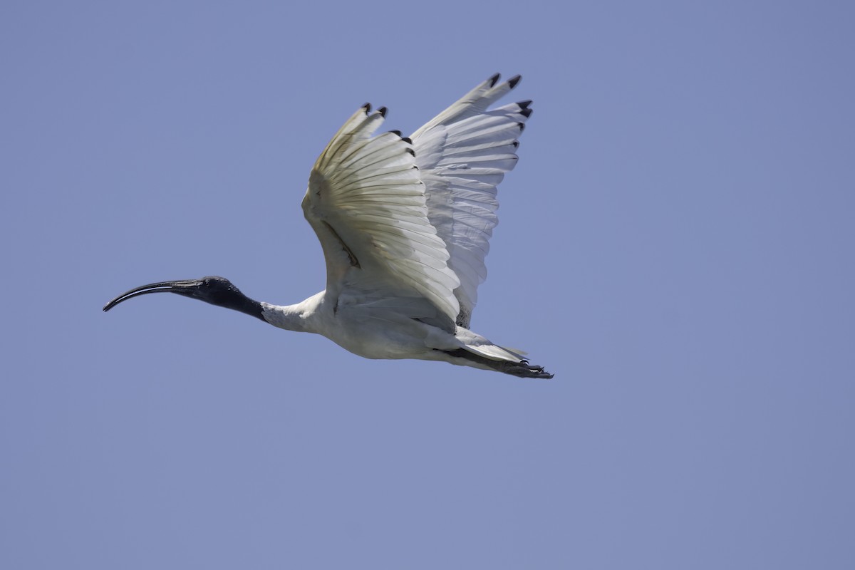 Australian Ibis - ML557540631