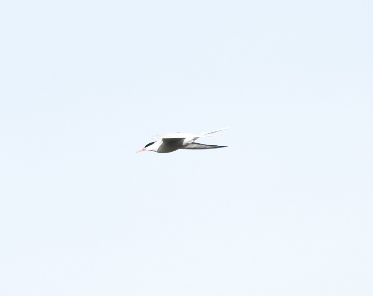 Common Tern - ML557541451