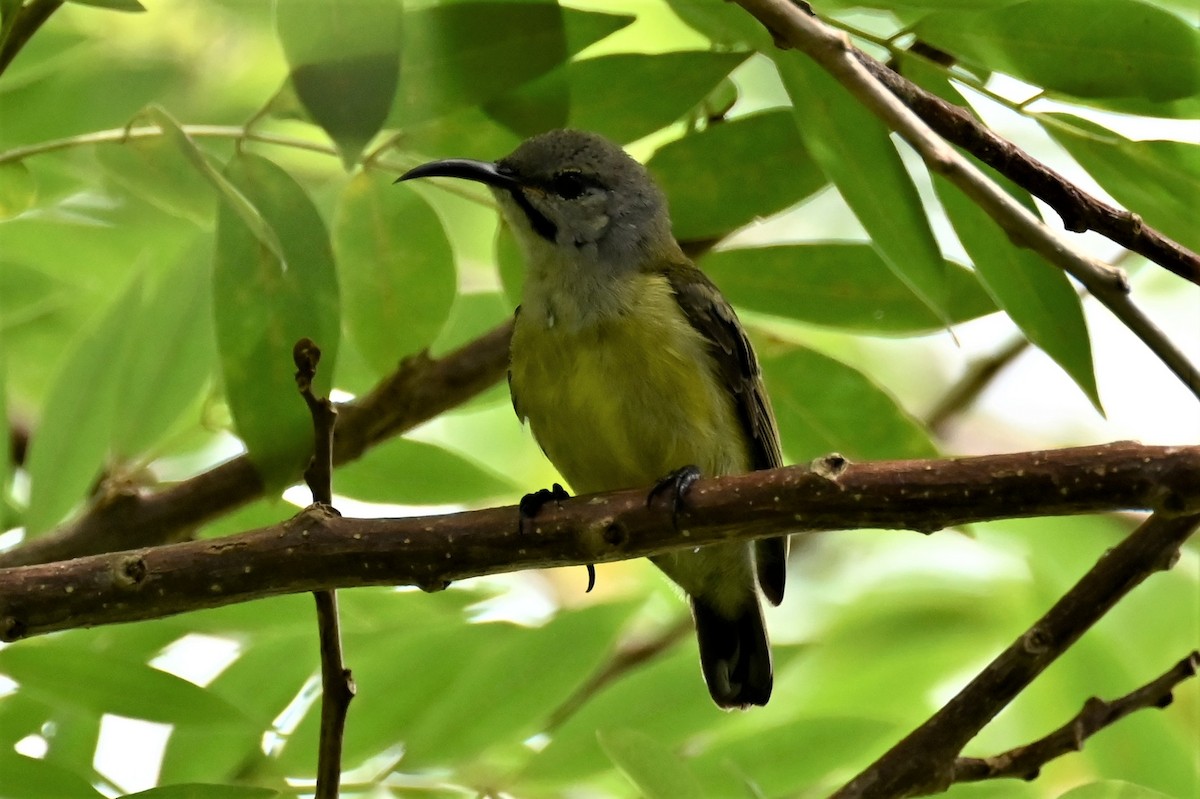 Black Sunbird - ML557542581