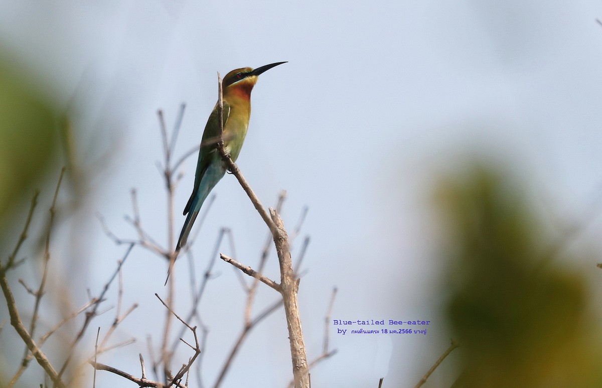 Blue-tailed Bee-eater - ML557543171