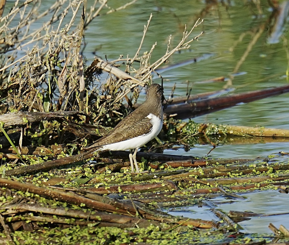 Common Sandpiper - ML557543741